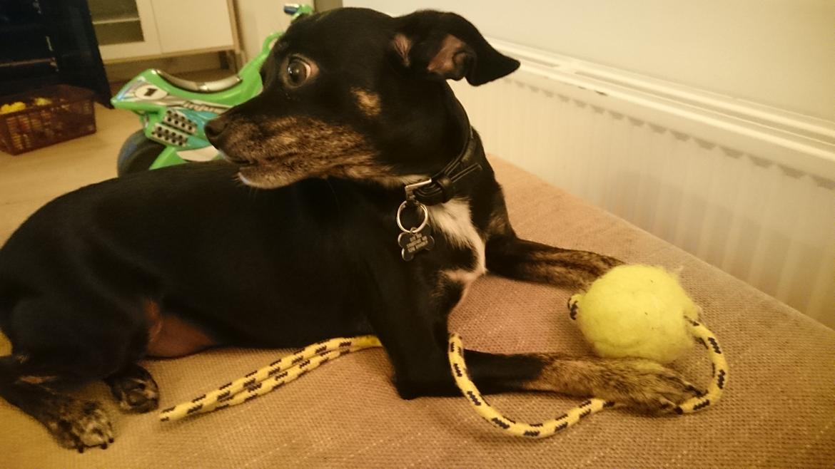 Blanding af racer Kenzo billede 20