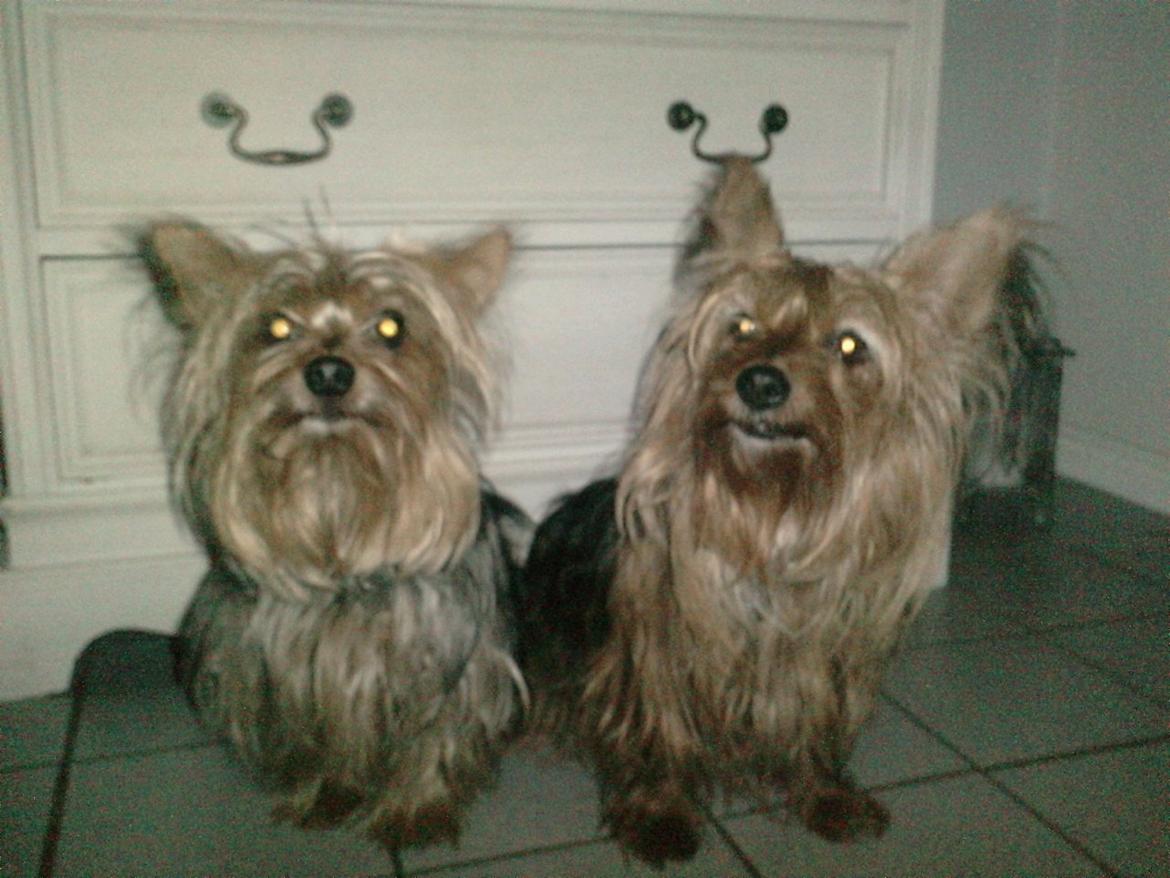 Yorkshire terrier Coco - Mor Tikki & Far Bertram :) billede 14