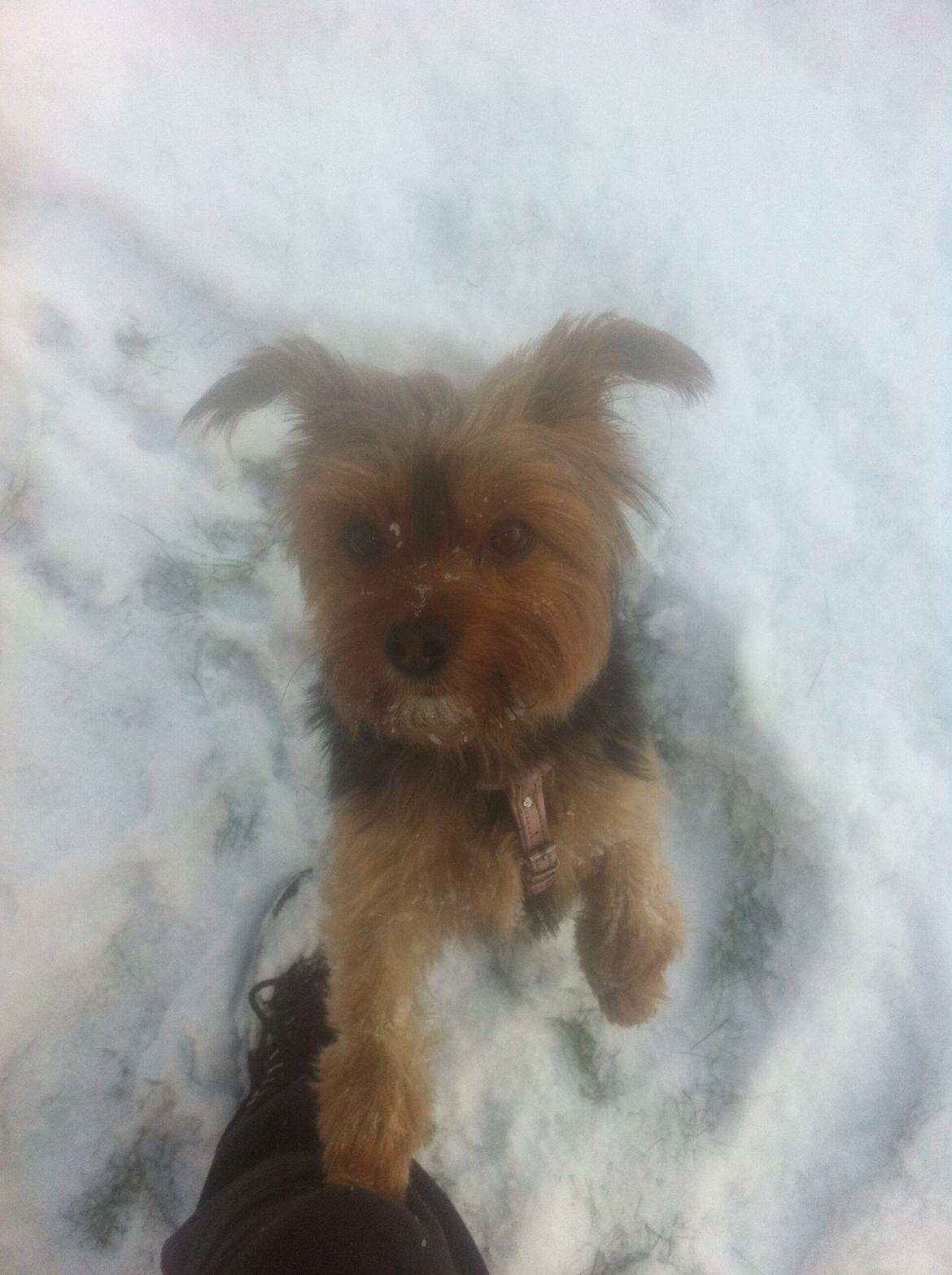 Yorkshire terrier Coco billede 6