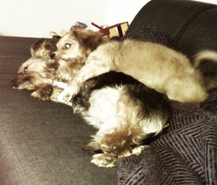 Yorkshire terrier Coco billede 8