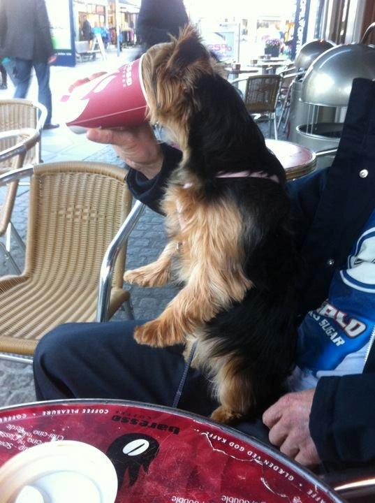 Yorkshire terrier Coco - Tror godt hun kan li Baresso :D  billede 9