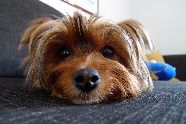 Yorkshire terrier Coco billede 2