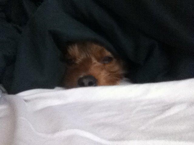 Yorkshire terrier Coco - Svær at rive med ud om morgenen :D billede 3