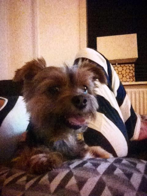 Yorkshire terrier Coco billede 1