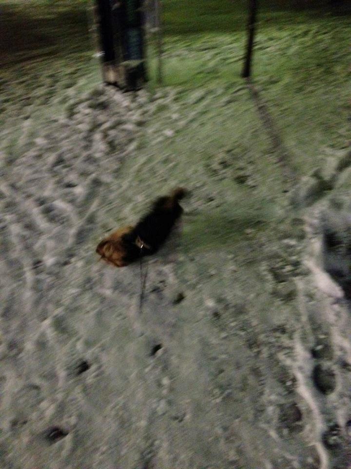 Yorkshire terrier Coco billede 7