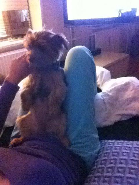 Yorkshire terrier Coco billede 10