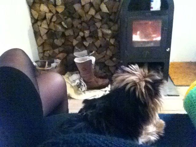 Yorkshire terrier Coco billede 11