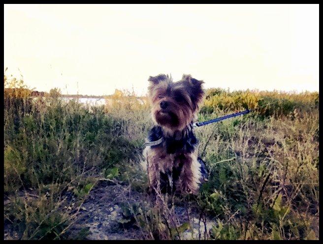 Yorkshire terrier Coco billede 4