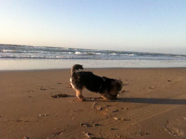 Yorkshire terrier Coco billede 5