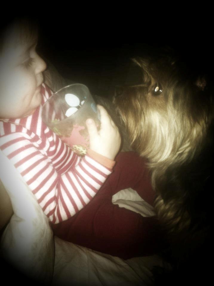 Yorkshire terrier Coco billede 12