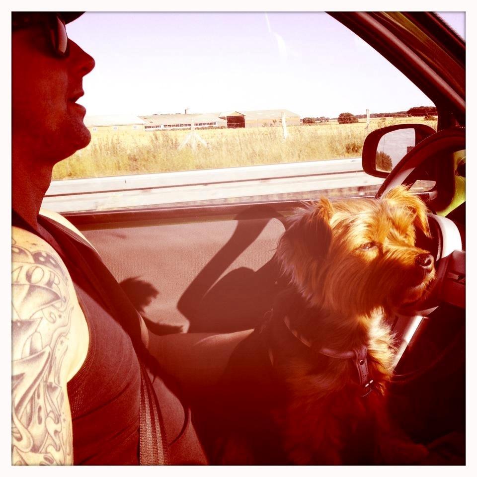 Yorkshire terrier Coco billede 13