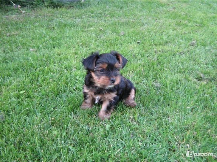 Yorkshire terrier Coco billede 15