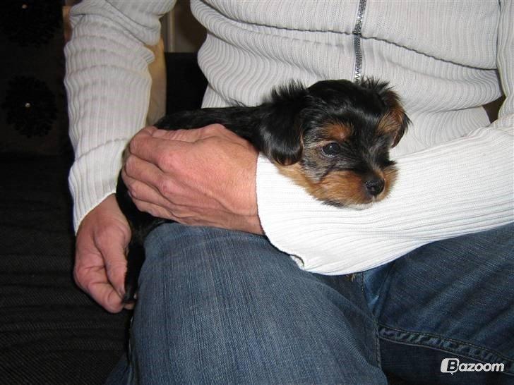Yorkshire terrier Coco billede 17