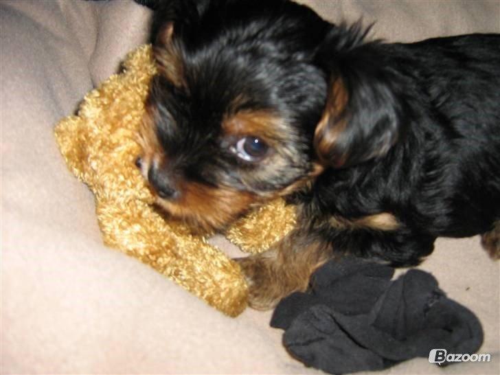 Yorkshire terrier Coco billede 18