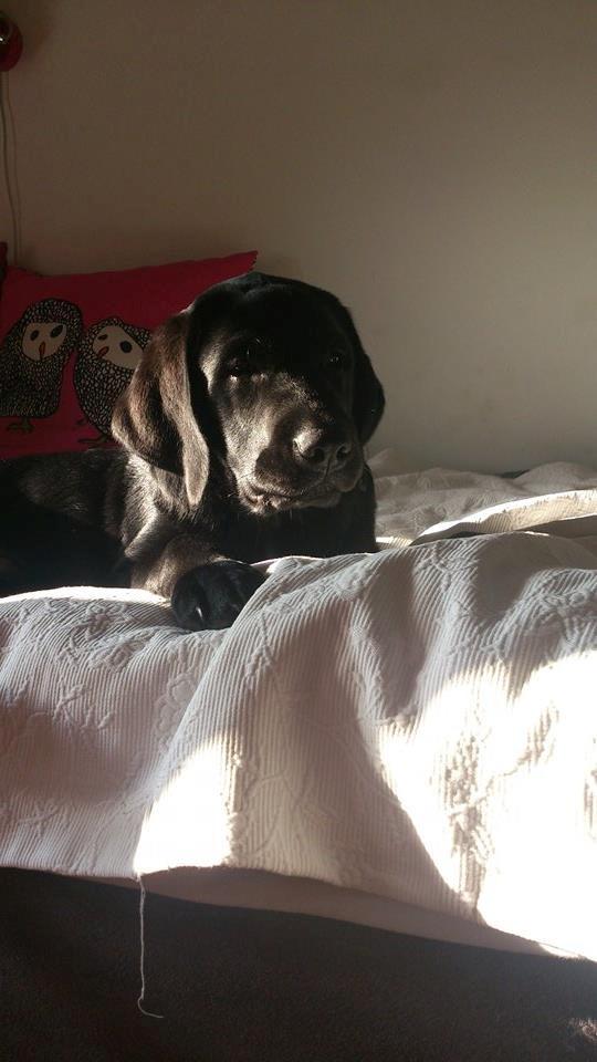 Labrador retriever Frodo (min skat) billede 1