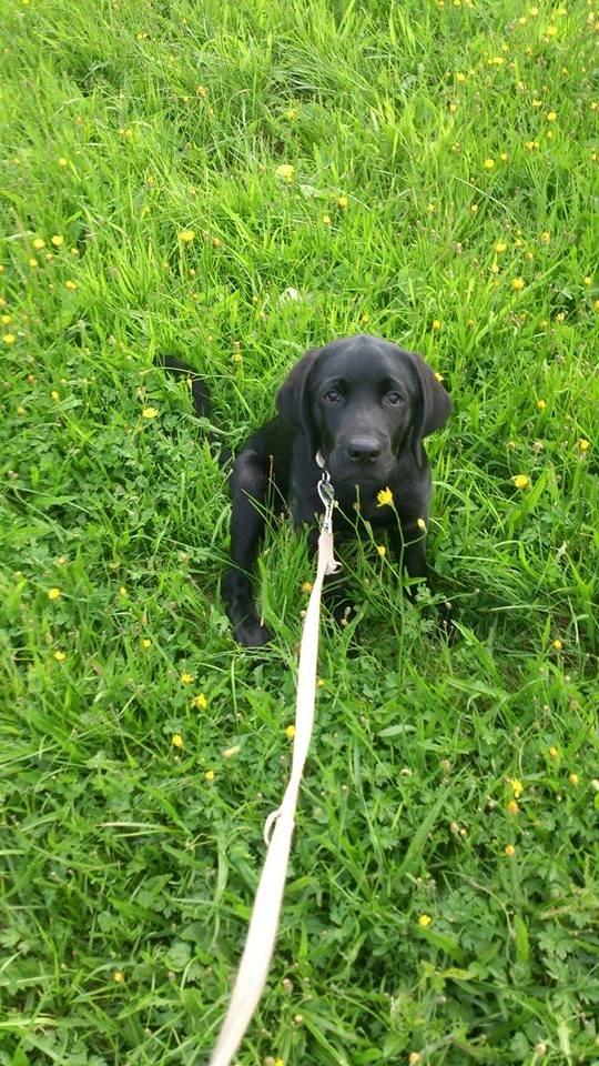 Labrador retriever Frodo (min skat) billede 2