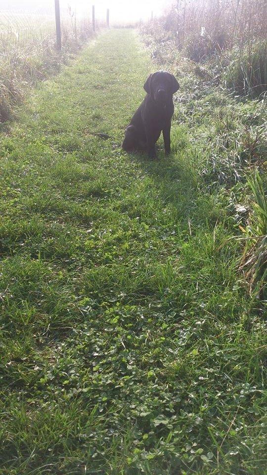 Labrador retriever Frodo (min skat) billede 8