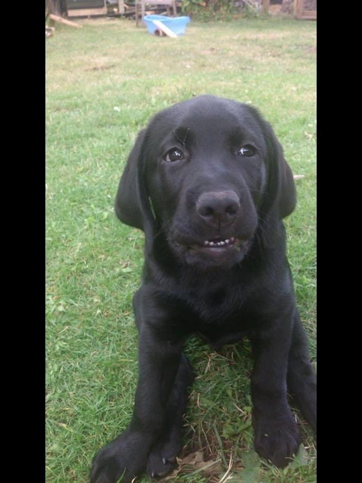 Labrador retriever Frodo (min skat) billede 24