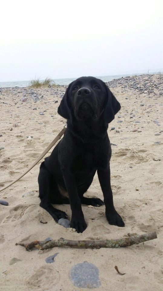 Labrador retriever Frodo (min skat) billede 4