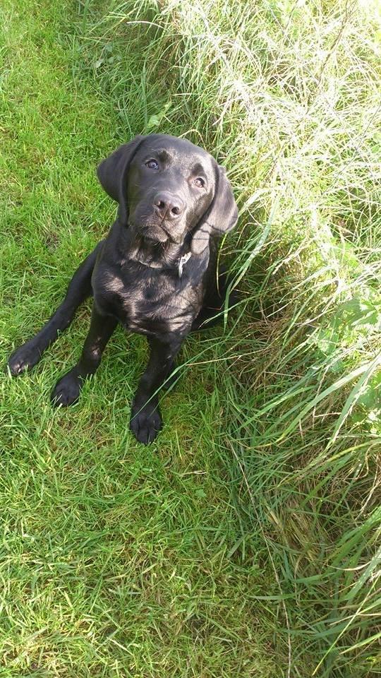 Labrador retriever Frodo (min skat) billede 9