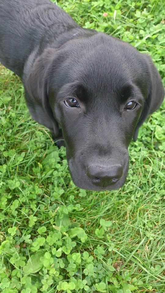 Labrador retriever Frodo (min skat) billede 7