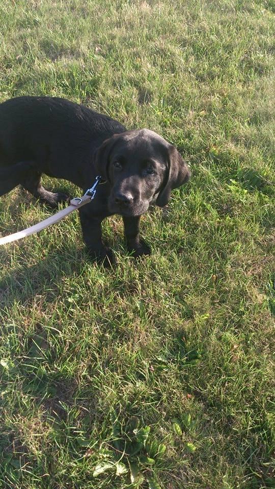 Labrador retriever Frodo (min skat) billede 10