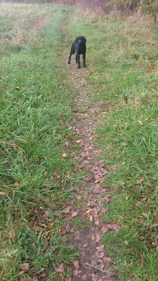 Labrador retriever Frodo (min skat) billede 15