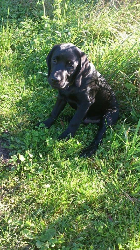 Labrador retriever Frodo (min skat) billede 14