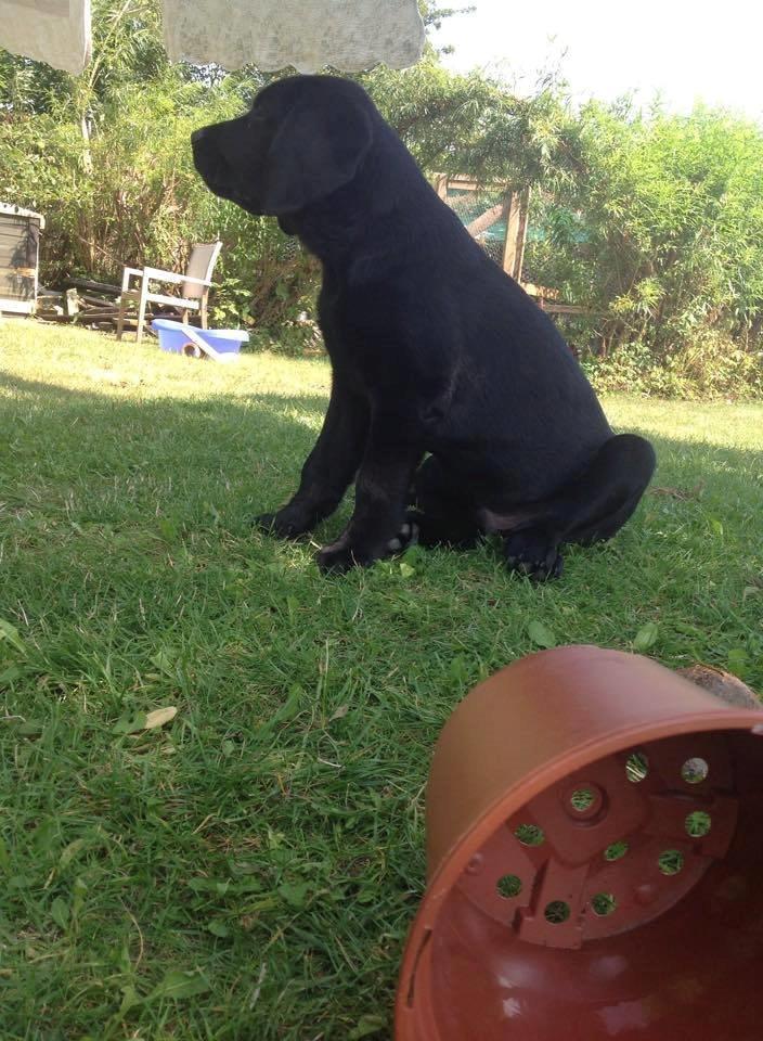 Labrador retriever Frodo (min skat) billede 23