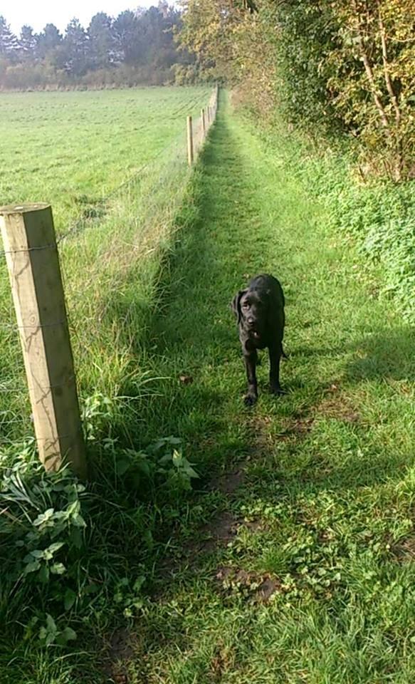 Labrador retriever Frodo (min skat) billede 13