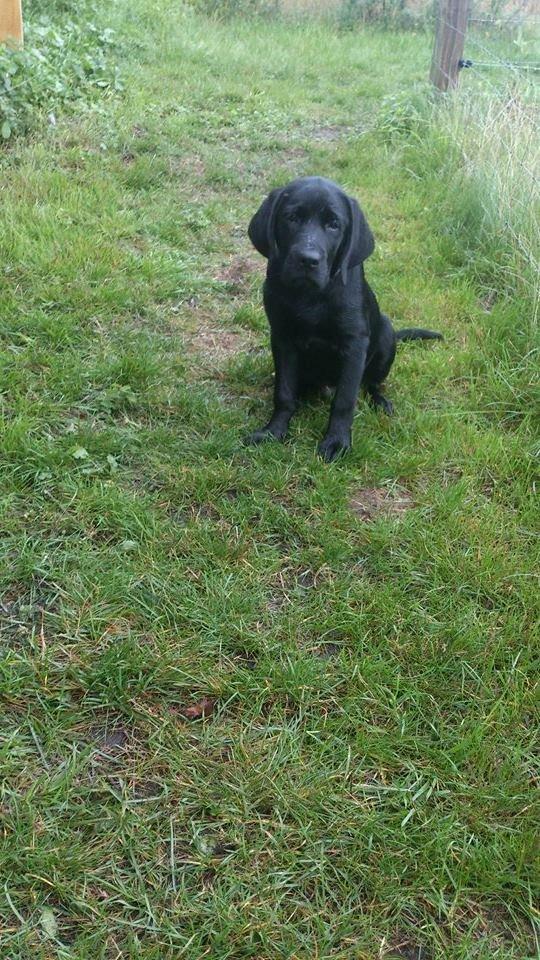 Labrador retriever Frodo (min skat) billede 16