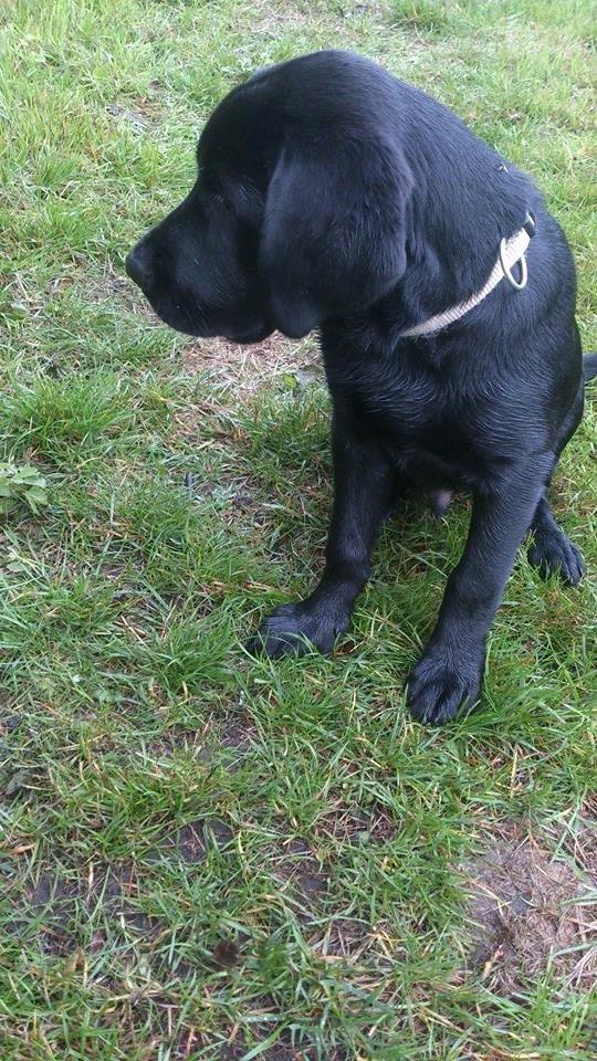 Labrador retriever Frodo (min skat) billede 17