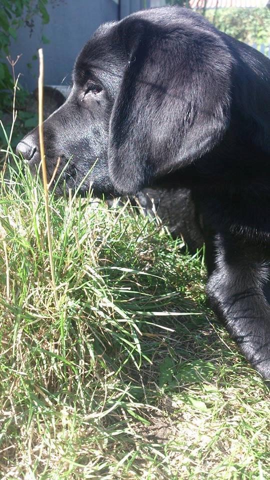 Labrador retriever Frodo (min skat) billede 22