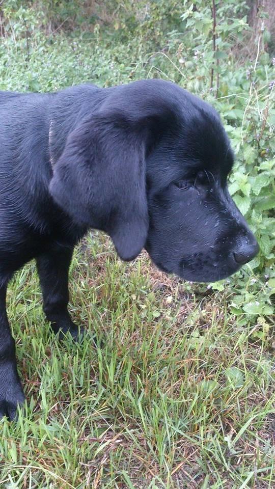 Labrador retriever Frodo (min skat) billede 18