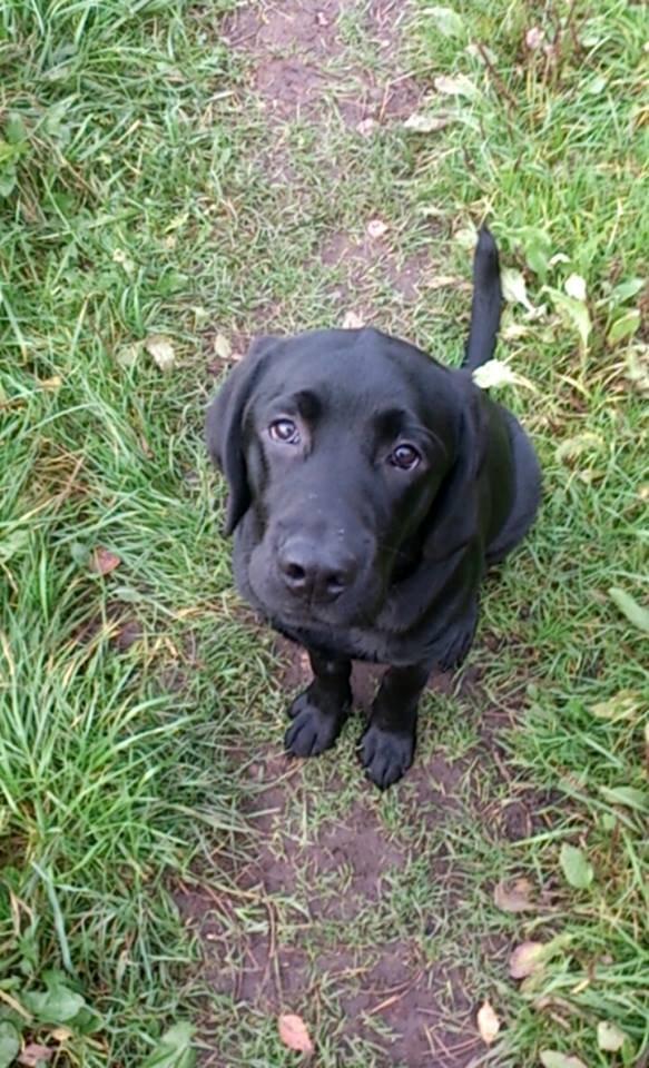 Labrador retriever Frodo (min skat) billede 19