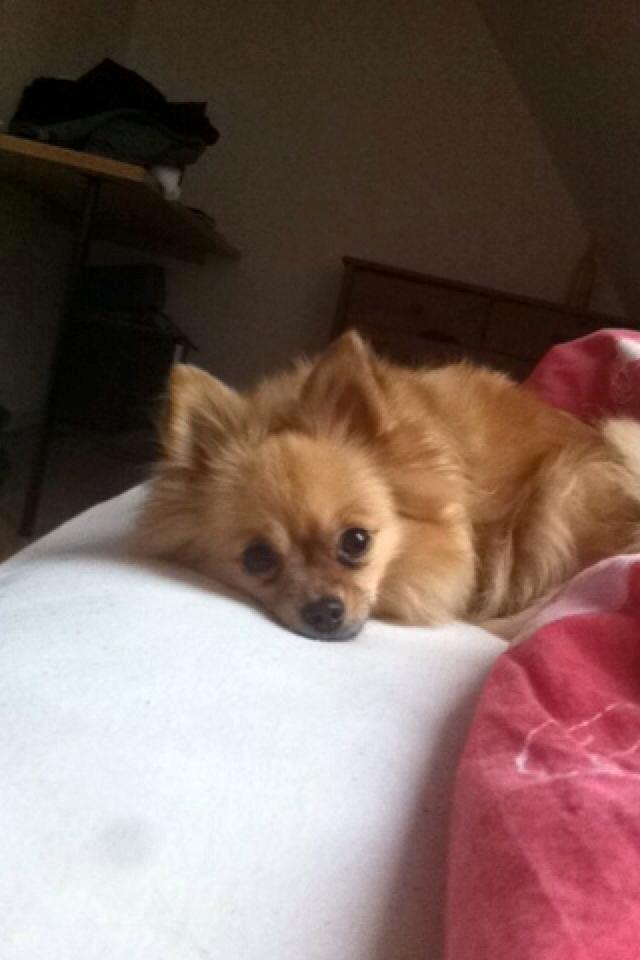 Blanding af racer Emma billede 1