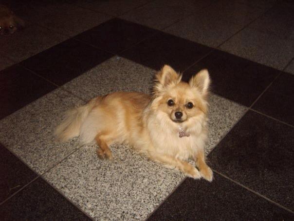 Blanding af racer Emma billede 5