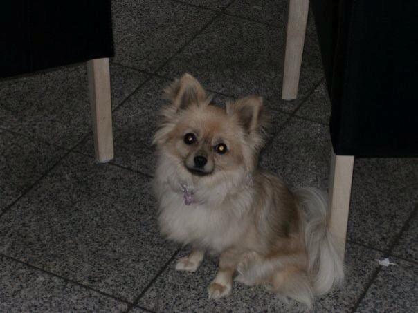 Blanding af racer Emma billede 7