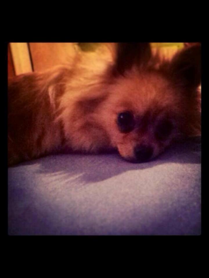 Blanding af racer Emma billede 3