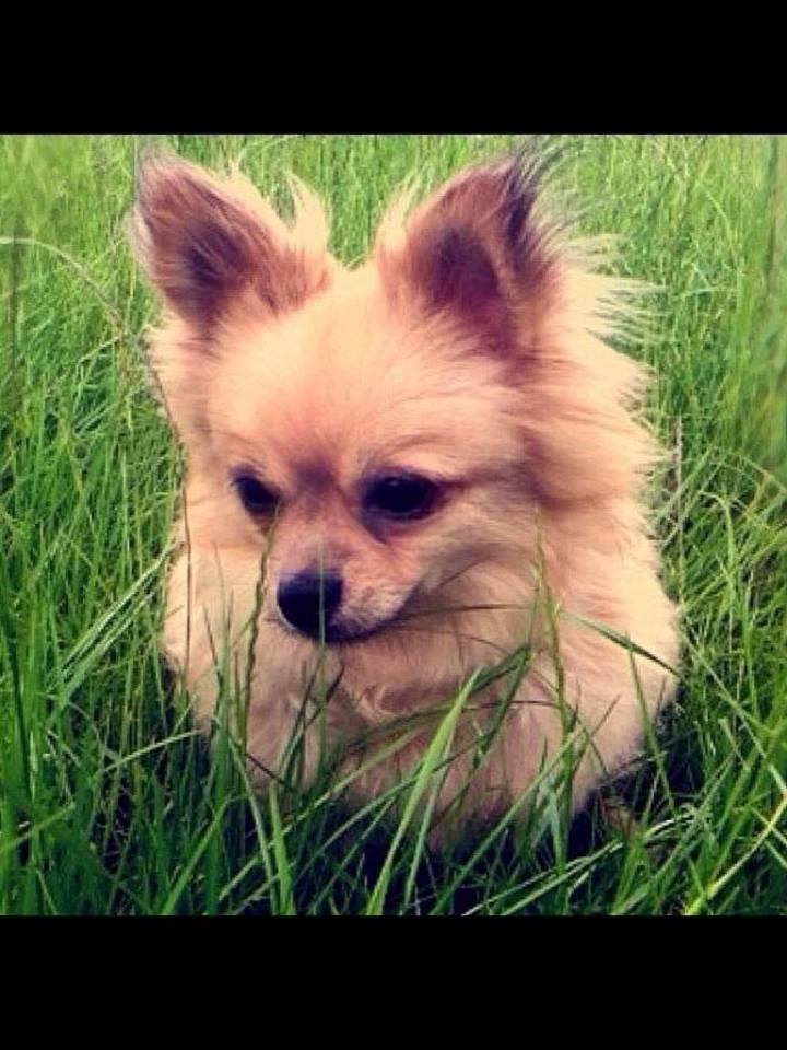 Blanding af racer Emma billede 4