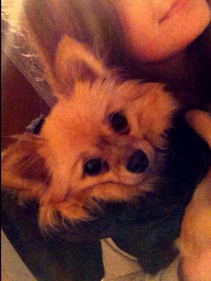 Blanding af racer Emma billede 2