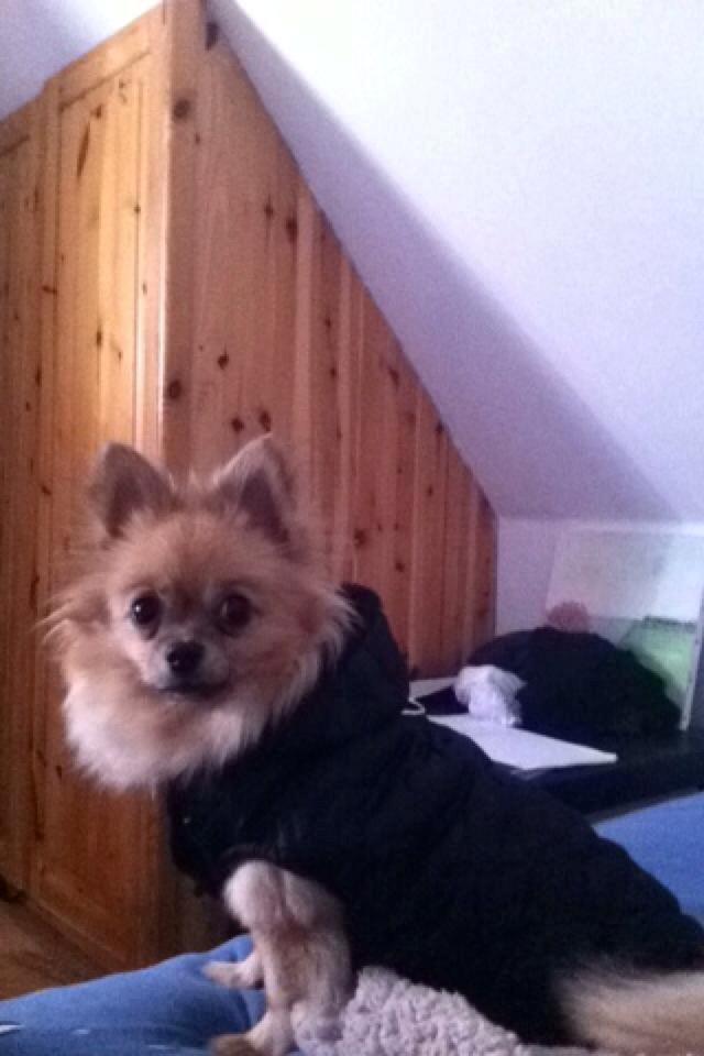 Blanding af racer Emma billede 6