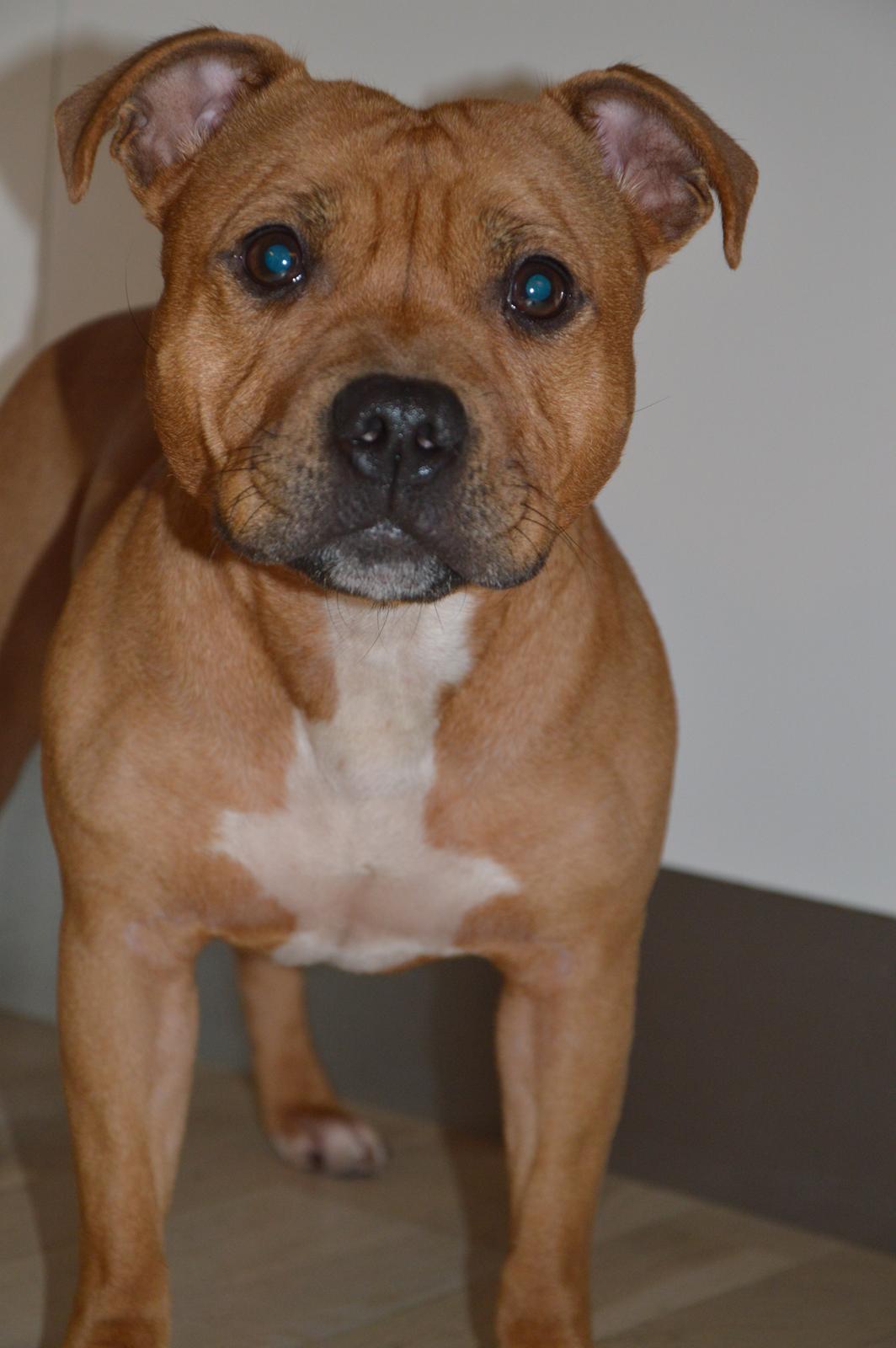 Staffordshire bull terrier Maggie billede 2