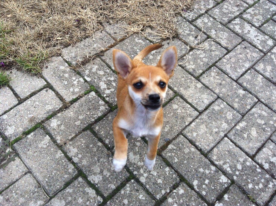 Blanding af racer Papi billede 2