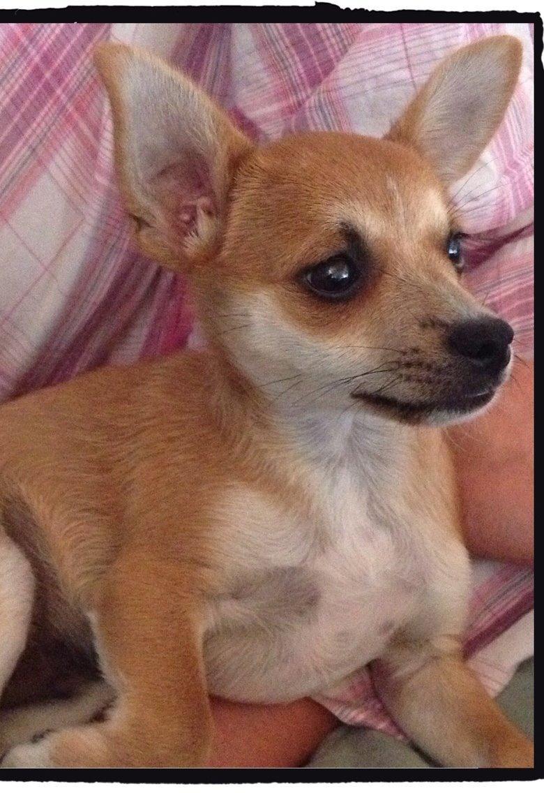 Blanding af racer Papi billede 1