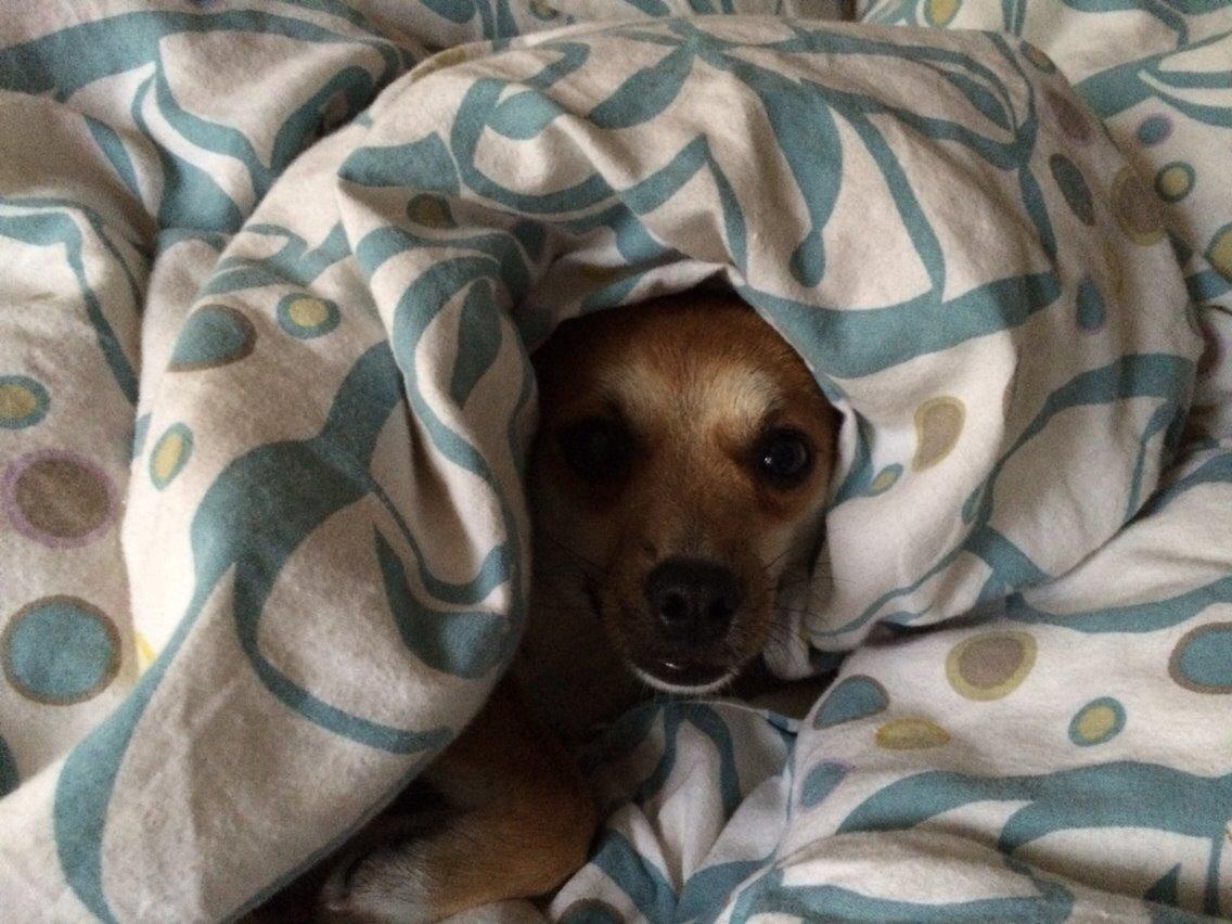 Blanding af racer Papi billede 3