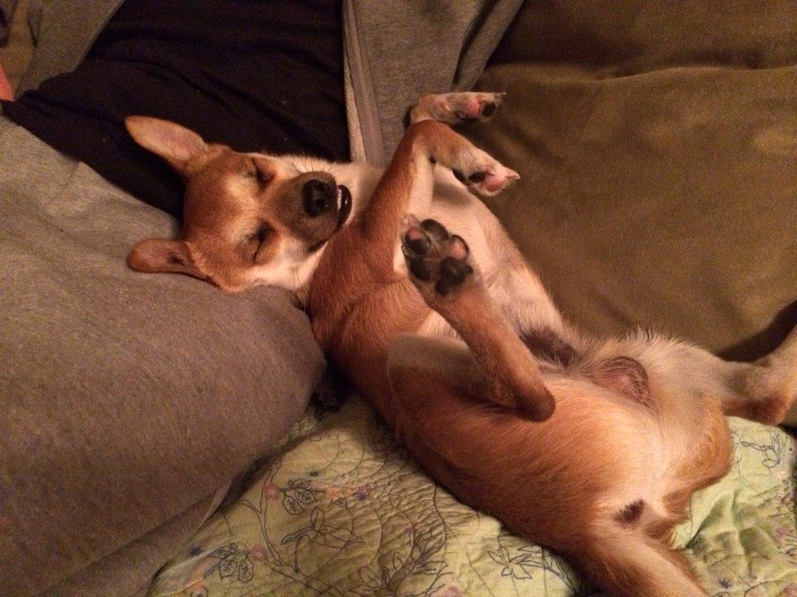 Blanding af racer Papi billede 4