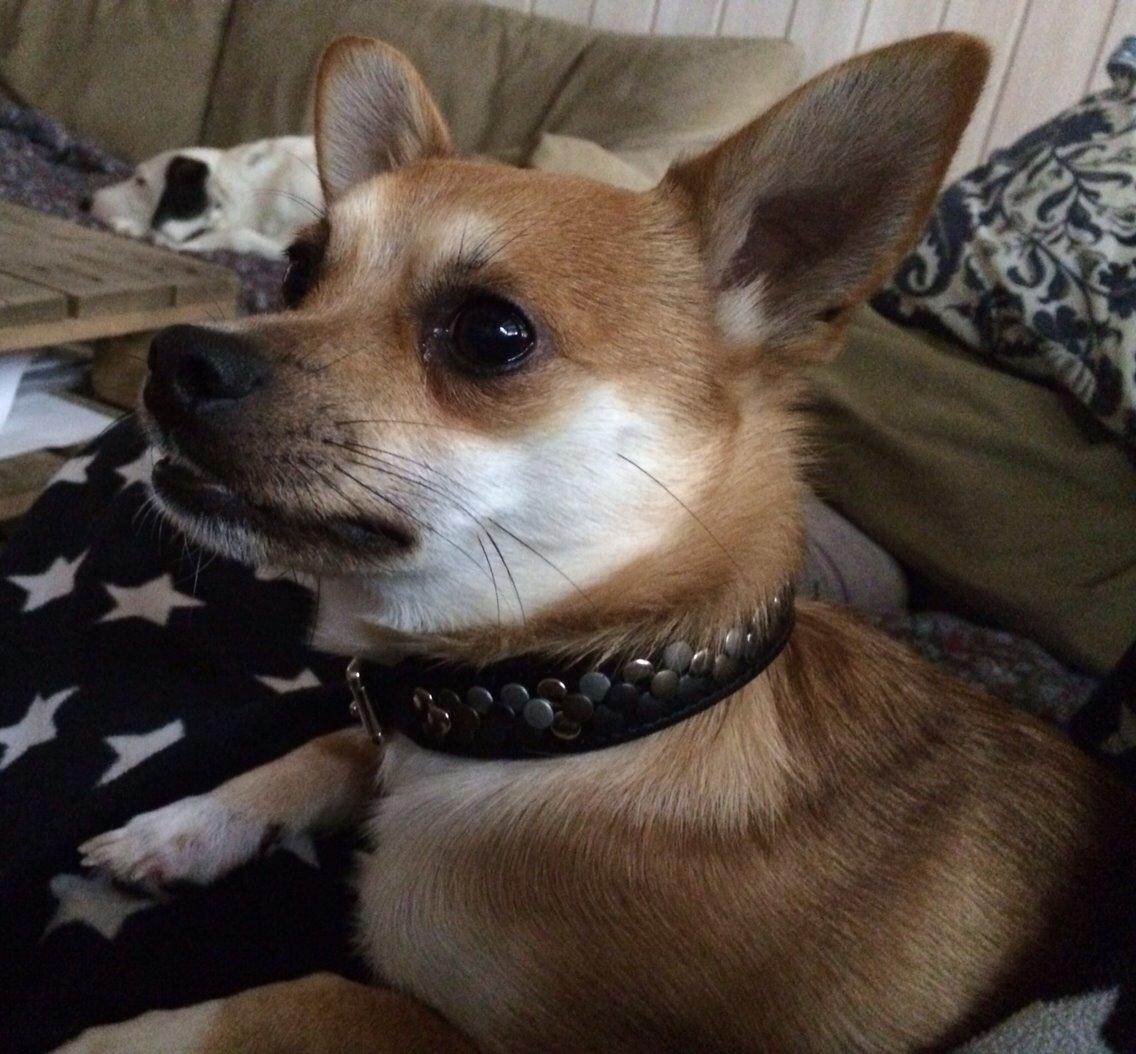 Blanding af racer Papi billede 5