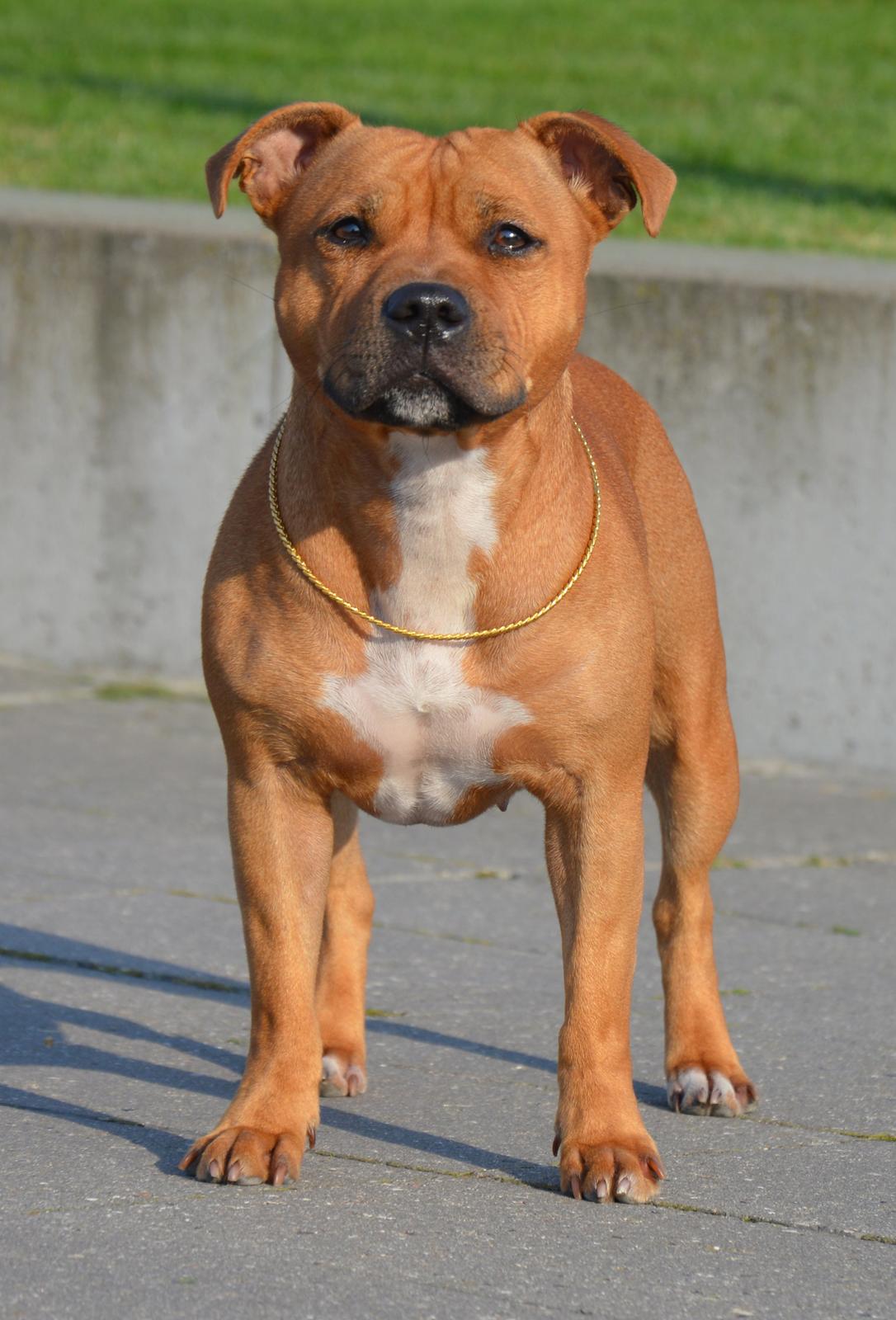 Staffordshire bull terrier Maggie billede 1