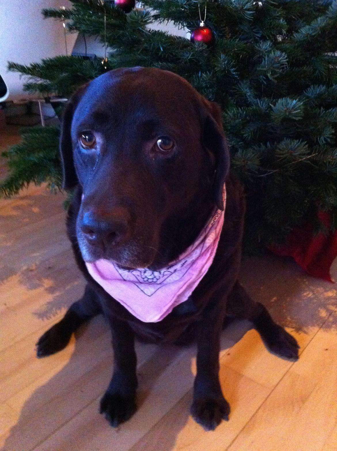 Labrador retriever Molly La Moulin <3 billede 2